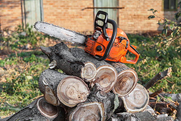 Large Tree Removal in Oak Forest, IL